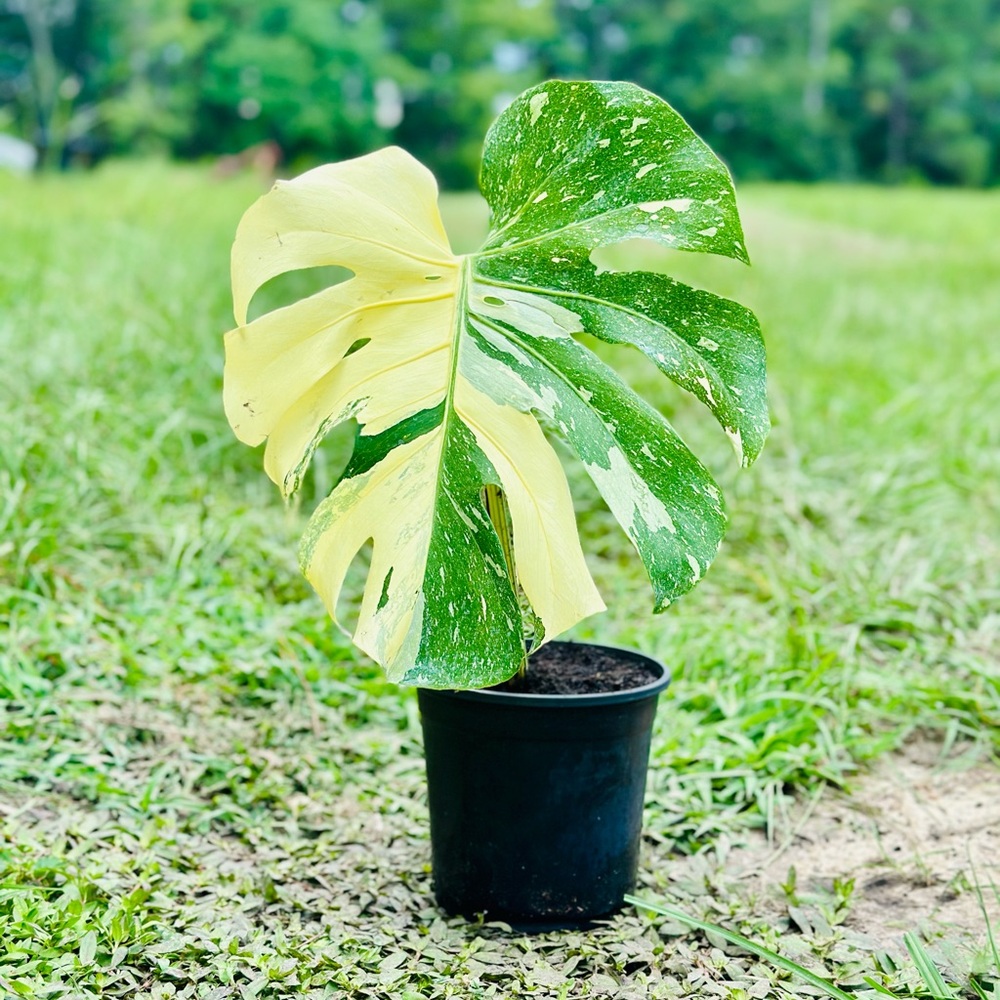 Thai Constellation Crème Brûle Monstera
